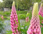© Vanessa Breuel - Internaionaler Garten Walle im Grünen Bremer Westen